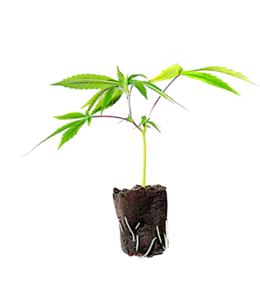 Certified clones category cbdlogistics Europe