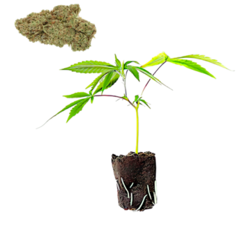 Sour Diesel CBG hemp clones certified wholesale Europe