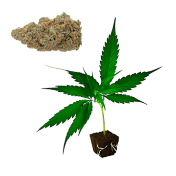 Gorilla Blue hemp clones CBD certified wholesale Europe