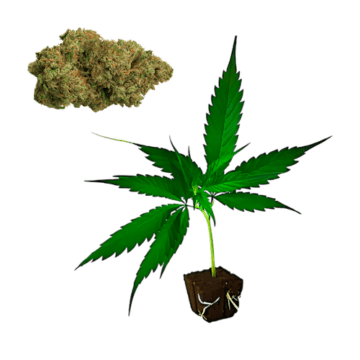 OG Kush hemp clones CBD certified wholesale Europe