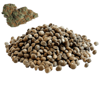 White Widow hemp seeds CBD genetics wholesale Europe