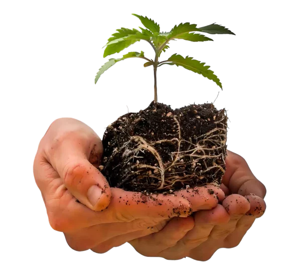 Clone in your hand Europe